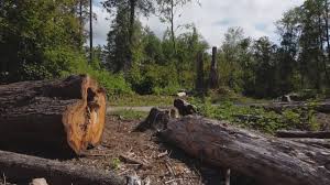 Best Emergency Tree Removal  in Oxon Hill, MD