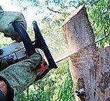 Reliable Oxon Hill, MD Tree Removal Solutions