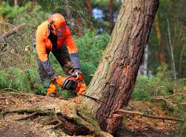 Best Tree Disease Treatment  in Oxon Hill, MD