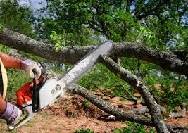 Best Lawn Pest Prevention  in Oxon Hill, MD