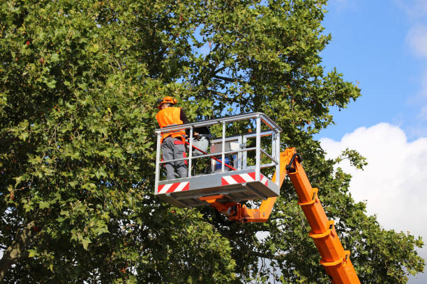 How Our Tree Care Process Works  in  Oxon Hill, MD