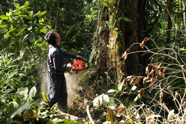 Best Tree Risk Assessment  in Oxon Hill, MD