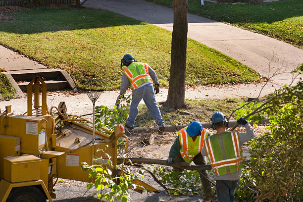 Best Fruit Tree Pruning  in Oxon Hill, MD