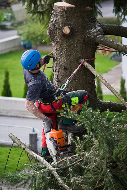 Best Commercial Tree Services  in Oxon Hill, MD