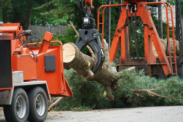 Best Lawn Disease Treatment  in Oxon Hill, MD