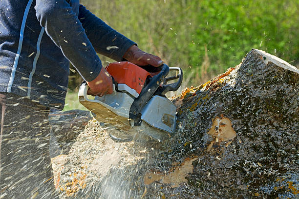 Best Tree Trimming and Pruning  in Oxon Hill, MD