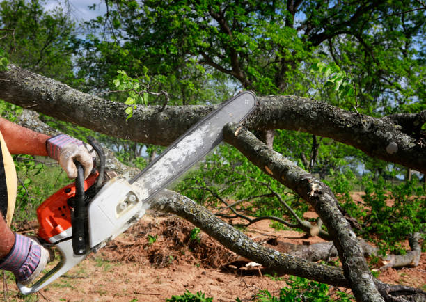 Best Tree Preservation Services  in Oxon Hill, MD